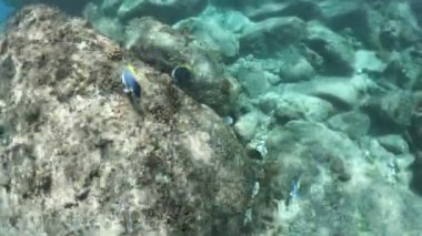 St. Pierre Adası tozu Mavi Tang
