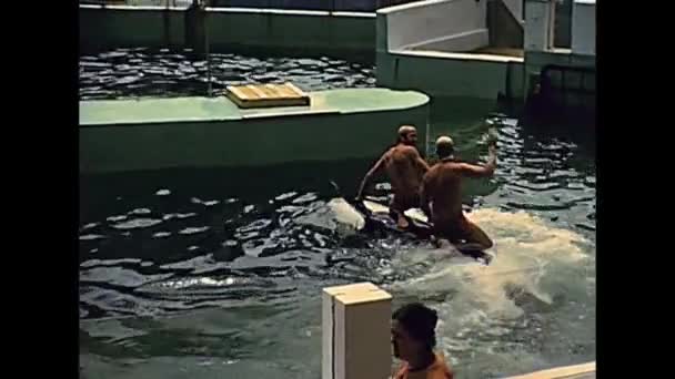 Espectáculo de ballenas asesinas Miami — Vídeos de Stock