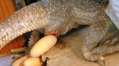 Pogona Vittisepsleri yumurtaları yerleştiriyor