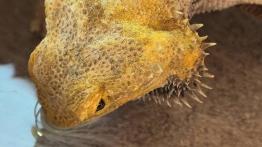 yakın yukarı Pogona Vitticeps içme suyu