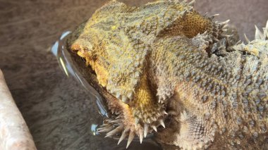 Pogona içme suyu