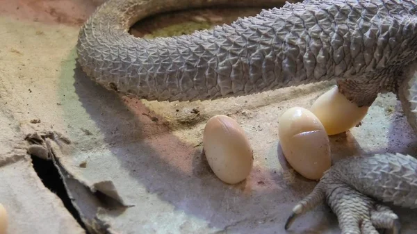 Pogona Vittisepsleri yumurtaları yerleştiriyor — Stok fotoğraf