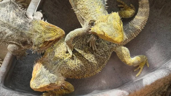 Pogona Vitticeps che gioca in acqua — Foto Stock