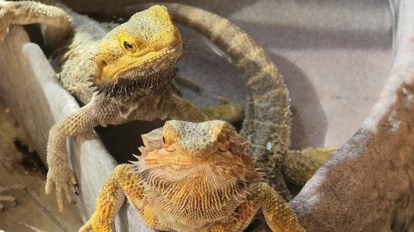 Dos Pogona Vitticeps en el agua —  Fotos de Stock