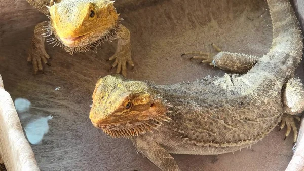 Sangre fría Pogona Vitticeps beber —  Fotos de Stock