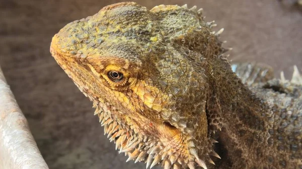 Acqua potabile di Pogona — Foto Stock