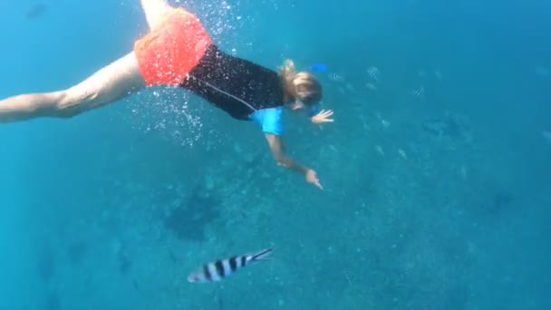 Snorkeling Seychelles Split View — Video Stock