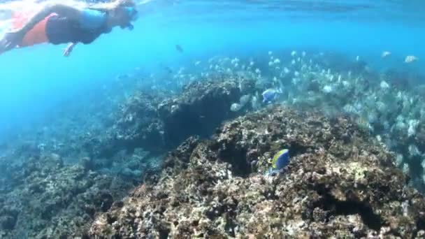 Fille de plongée avec tuba à l'île Felicite — Video