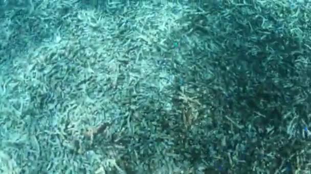 Escuela Isla Cocos de pequeños peces cirujanos azules — Vídeo de stock