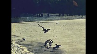 1970 ' lerde dondurulmuş Tegeler See Gölü üzerinde beyaz kuğu Berlin