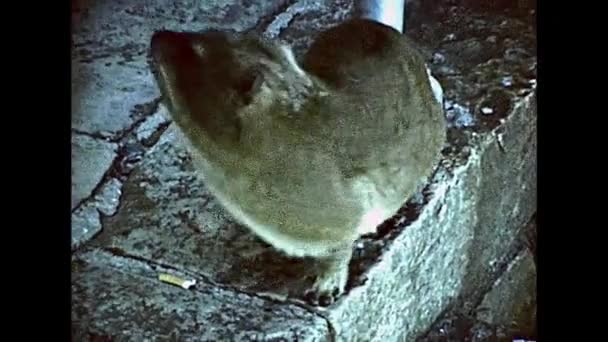 Città del Capo Tabella Montagna roccia hyrax — Video Stock