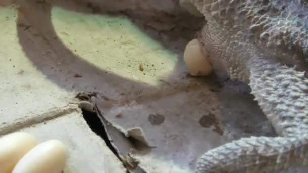 Pogona vitticeps som avsätter ägg — Stockvideo