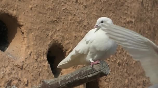 Palomas en torre de cerca — Vídeos de Stock