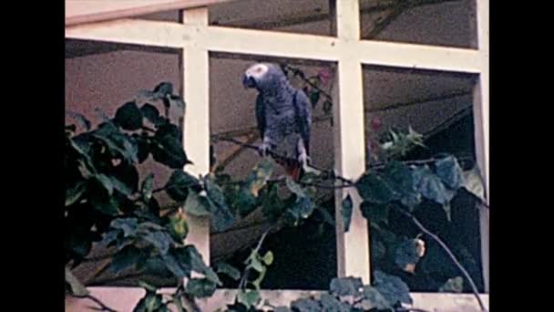 Afrikansk grå papegoja — Stockvideo