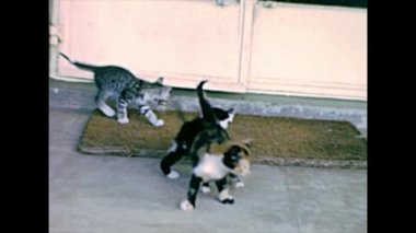 Oynayan küçük kedilerin arşiv