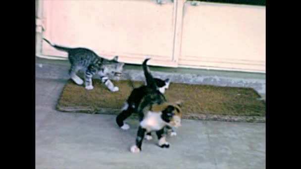 Archiwalne małe koty grających — Wideo stockowe