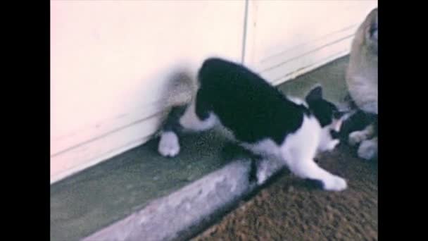 Kocięta z matką kota rocznika nagrania — Wideo stockowe