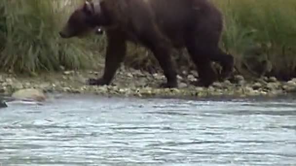 Alaska grizzly salvaje — Vídeo de stock