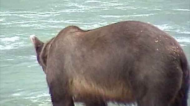 阿拉斯加灰熊吃 — 图库视频影像