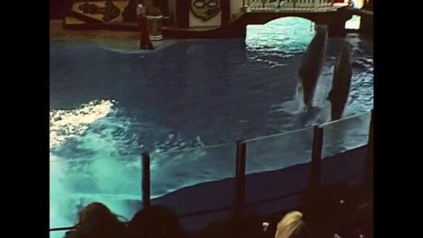 Due delfini che saltano — Video Stock