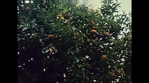 Sizilianische Orangen von castellammare del golfo — Stockvideo