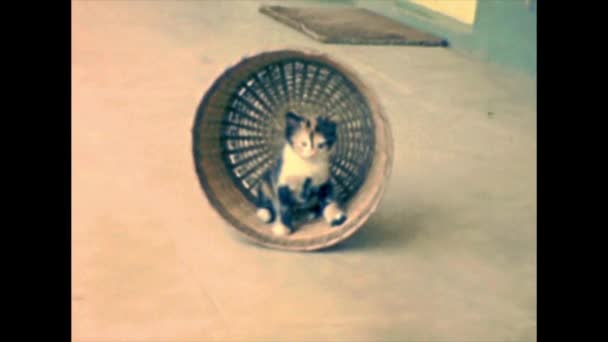 Архив котенка с игрушкой для домашних животных — стоковое видео