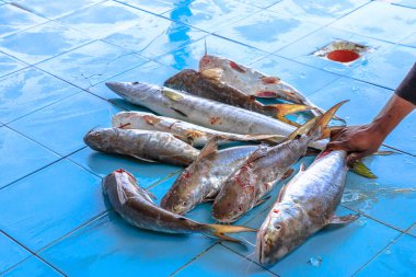 Orgrouper balık müzayede