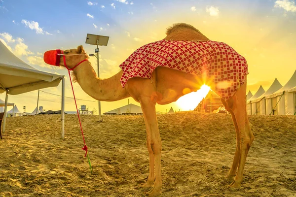 Καμήλα στο σαφάρι της ερήμου — Φωτογραφία Αρχείου