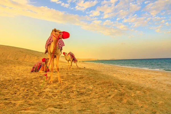 Trois chameaux sur la plage — Photo
