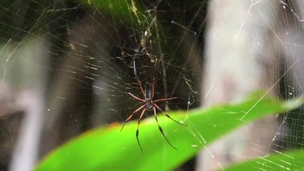 Закрой гигантского пальмового паука — стоковое видео