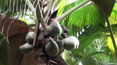 Valee de Mai 'de Coco de Mer avuç içi