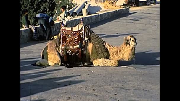 Jeruzalem kameel voor toeristische rit — Stockvideo