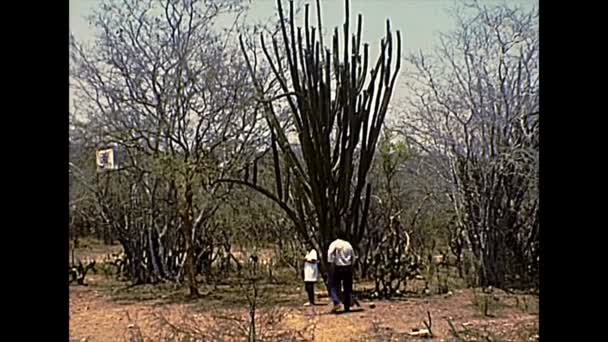 メキシコのアーカイブ背の高いサボテン植物 — ストック動画