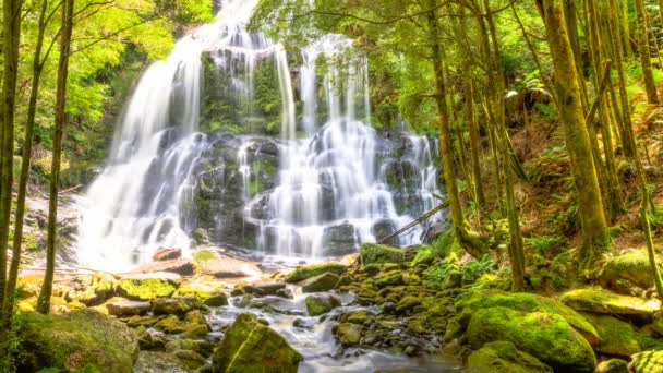 Nelson Falls Tasmania — Wideo stockowe