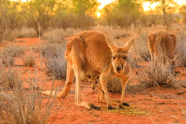 Kangaroo with a joey — Stock Photo, Image