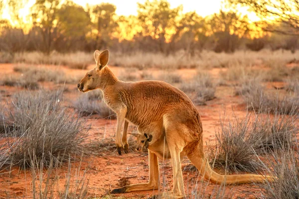 Kangaroo with a joey — Stock Photo, Image