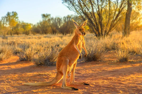 Rød kænguru stående - Stock-foto