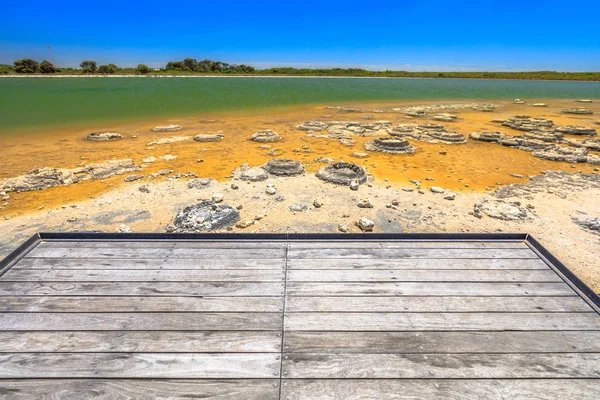 Stromatolites Lac Thetis — Photo