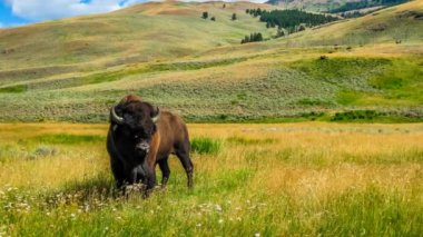 Yellowstone Ulusal Parkı 'nda Amerikan Bizonu
