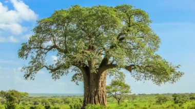Baobab ağacı Tarangire Milli Parkı'nda