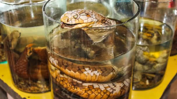 Párrafo de cine de licor de serpiente — Vídeos de Stock