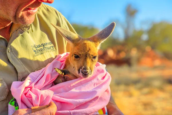 Kangaroo Sanctuary Alice Springs — Stock Photo, Image