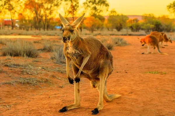 Kırmızı kanguru Orta Avustralya — Stok fotoğraf
