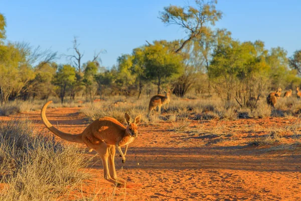Red kangaroo jumping — Stock Photo, Image
