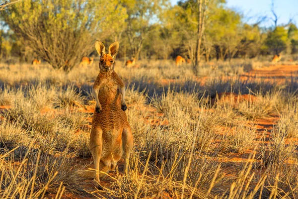 Kangaroo mascul în picioare — Fotografie, imagine de stoc