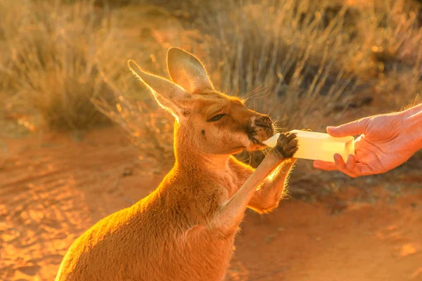 Кормление бутылкой кенгуру — стоковое фото