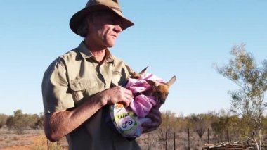 Alice Springs Sığınağı 'ndan Kanguru Joeyleri