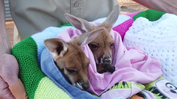Twee verweesde kangoeroes Joeys — Stockvideo