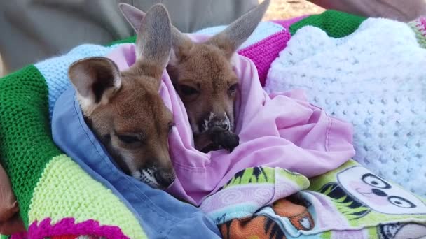 Dos canguros bebé huérfanos — Vídeos de Stock