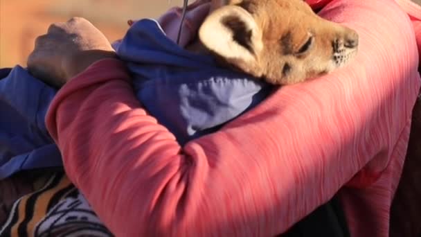 Woman holding kangaroo joey — Stock Video